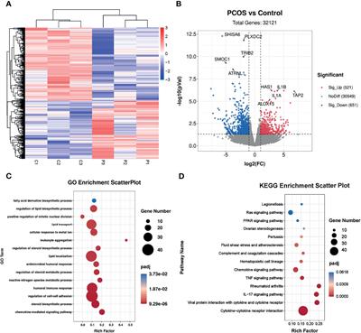 Effects of Androgen Excess-Related Metabolic Disturbances on Granulosa Cell Function and Follicular Development